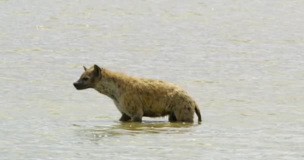 1匹のハイエナ動物が川の水の中を歩き 体をきれいにする — ストック動画