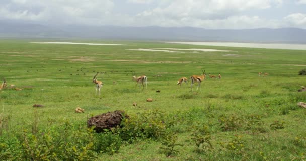 Široké Pole Zvířaty Impala Chráněné Oblasti Ngorongoro — Stock video