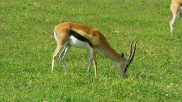 Fechar Olhar Para Impala Bonito Comendo Grama Primavera Campos Tanzânia — Vídeo de Stock