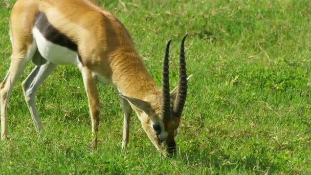Creamy White Impala Long Horns Eats Grass Wide Pastures — Stock Video