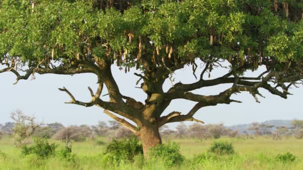タンザニアの森の木の上に眠るヒョウ — ストック動画
