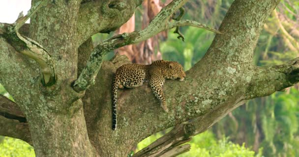 Árvore Enorme Faz Cama Perfeita Para Animal Leopardo Exausto — Vídeo de Stock