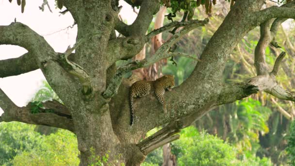 Beautiful View Leopard Sitting Tree Branch — Stock Video
