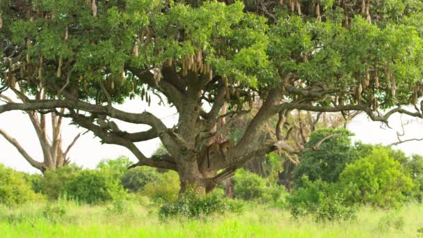 Леопард Відпочиває Дереві Спекотний День Африці — стокове відео