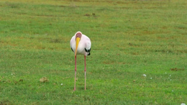 一只黄嘴鹤独自站在美丽的绿色平原上 — 图库视频影像
