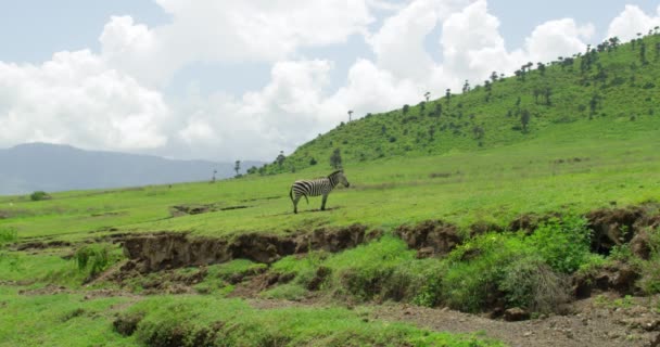 Belas Imagens Uma Zebra Selvagem Sozinha Num Campo Verde — Vídeo de Stock