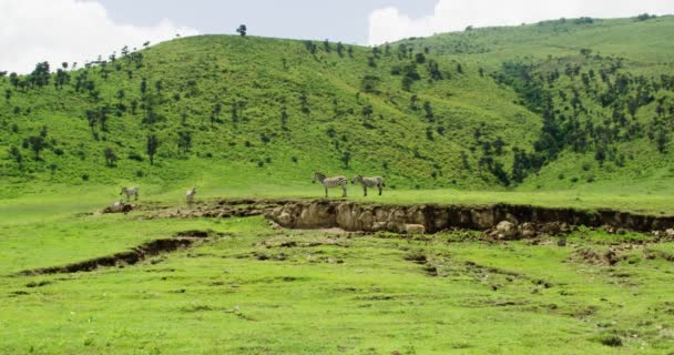 Ngorongoro Daki Yeşil Bir Vadide Vahşi Afrika Zebra Sürüsü — Stok video