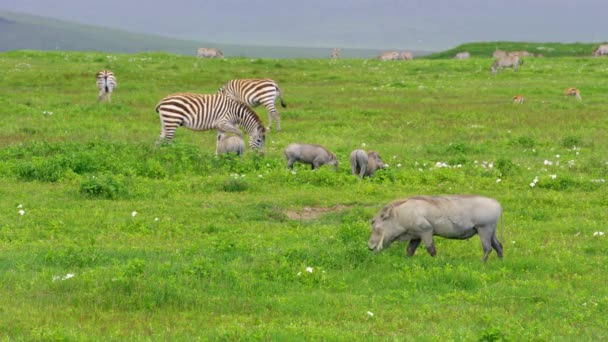 Zebra Wrattenzwijnen Grazen Eten Vers Gras Van Een Groen Veld — Stockvideo
