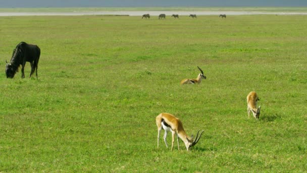 Impala Animals One Buffalo Graze Expanse Grassy Land — Stock Video