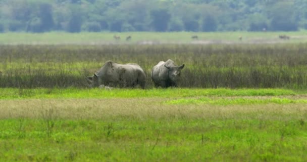 Animais Rinocerontes Estão Uma Pastagem Área Conservação Ngorongoro — Vídeo de Stock
