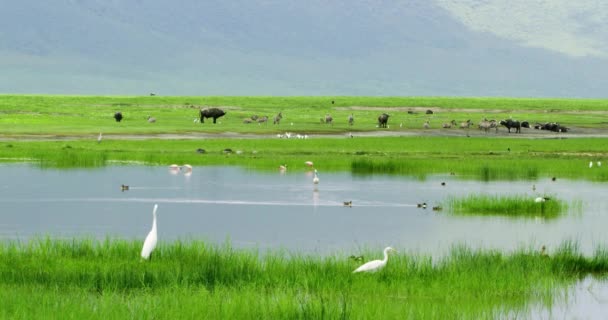 아프리카 의작은 호수에는 새들이 — 비디오