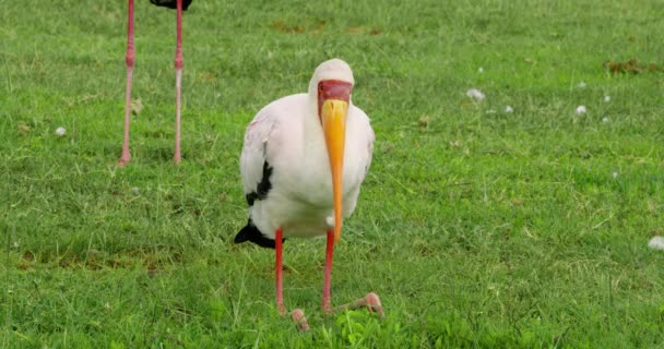 Κίτρινος Πελαργός Λευκά Φτερά Γονατιστός Στο Γρασίδι — Αρχείο Βίντεο