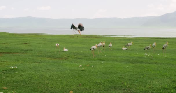 一群黄色大嘴鹤在广阔的土地上站立和飞翔 — 图库视频影像