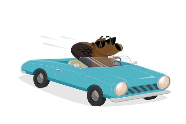 Funny Cartoon Beaver Driving Convertible — Image vectorielle