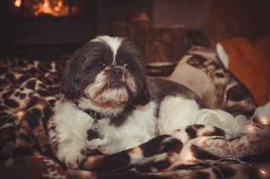 Noel 'de küçük Shih Tzu köpeği. Kükreyen odun ateşinin altında yatıyor.