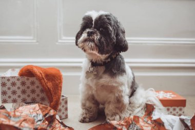 Noel ambalaj kağıdının arasında küçük bir köpek