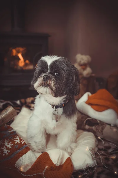 Little Shih Tzu Dog Christmas Sitting Roaring Log Fire — Stock Photo, Image