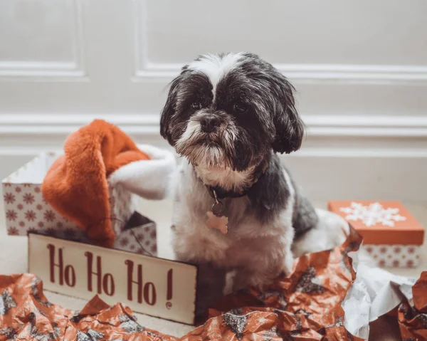 Kleiner Shih Tzu Hund Mit Weihnachtsgeschenkpapier Und Hohoho Schild — Stockfoto