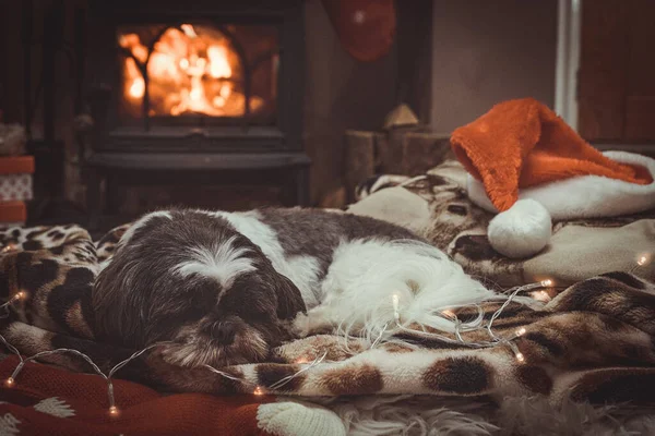 Liten Hund Sover Vid Brasa Vid Jul — Stockfoto