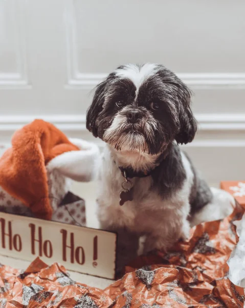 Μικρό Σκυλί Shih Tzu Μεταξύ Χριστουγεννιάτικο Χαρτί Περιτυλίγματος Διακοπών Και Royalty Free Εικόνες Αρχείου