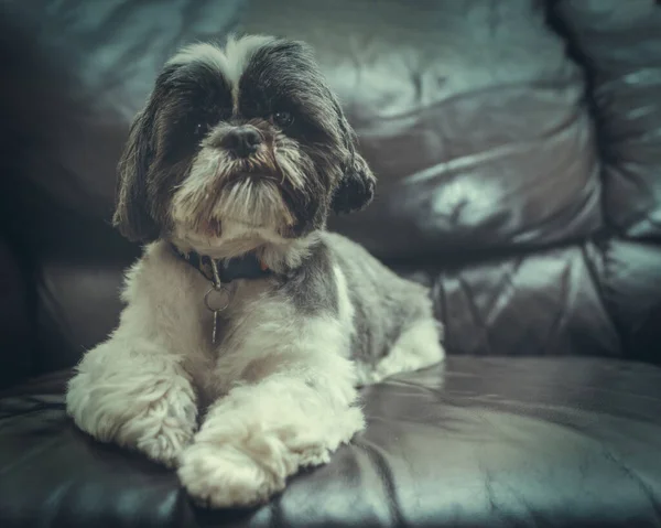 Πορτρέτο Ενός Σκύλου Shih Tzu Ξαπλωμένος Στον Καναπέ Που Δείχνει Royalty Free Εικόνες Αρχείου
