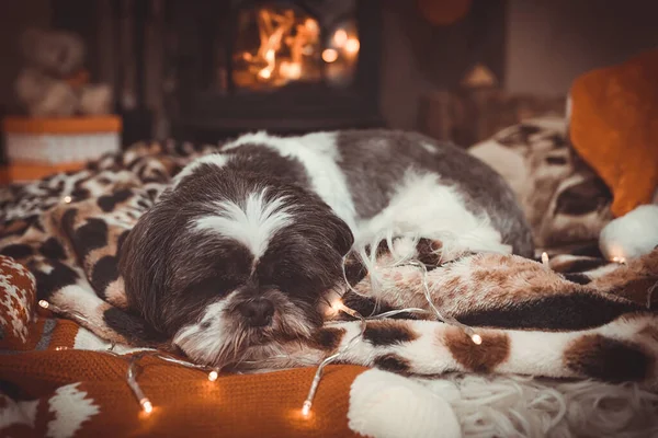 Pequeño Perro Shih Tzu Dormido Por Fuego Navidad —  Fotos de Stock