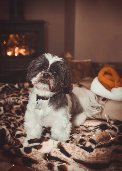 Shih Tzu Christmas Sitting His Blankets Front Log Fire — Stock Photo, Image