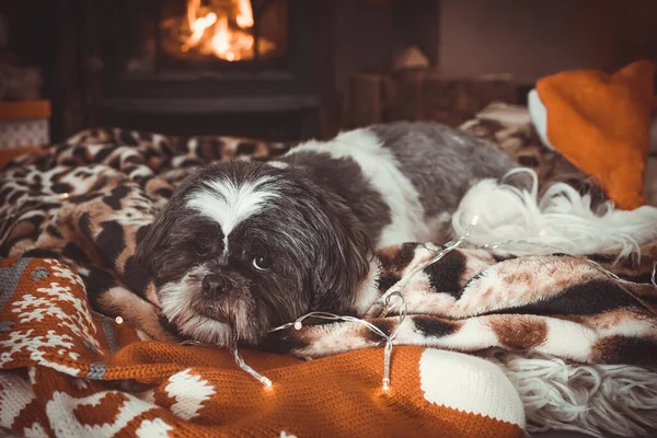 Χριστουγεννιάτικο Σκηνικό Σκυλί Κάθεται Κουβέρτες Και Φώτα Νεράιδα Εικόνα Αρχείου
