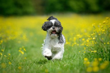 Düğünçiçeği çayırında Shih Tzu yavru köpeği. 