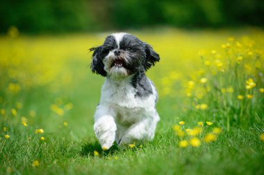 Şirin küçük Shih Tzu köpeği bir çiçek çayırında koşuyor.