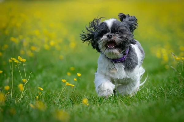 Щасливий Цуценя Собака Біжить Полю Масляних Стокова Картинка