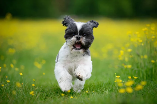 Грайливий Цуценя Собака Біжить Лузі Квітів Масляної Чашки Стокове Зображення