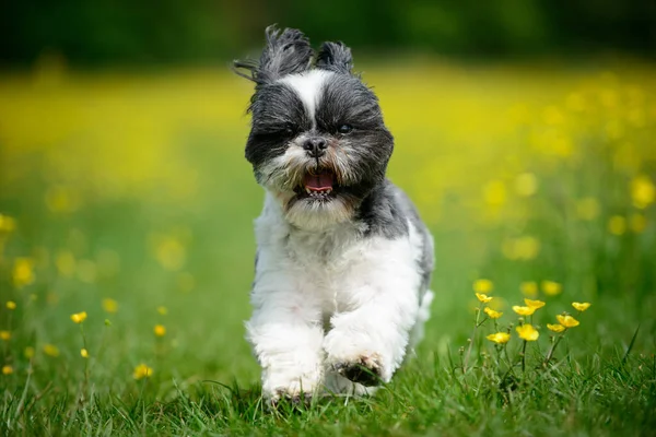 Μικρή Χαρούμενη Shih Tzu Σκυλάκι Τρέχει Μέσα Από Ένα Χωράφι Royalty Free Εικόνες Αρχείου