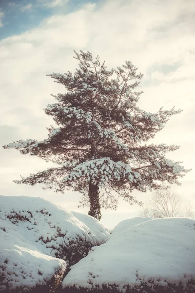 Самотнє Дерево Вкрите Снігом Взимку Стокове Зображення