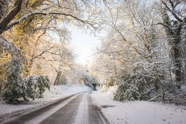 Winterliche Straße Mit Schneebedeckten Bäumen lizenzfreie Stockfotos