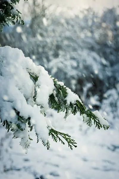 Śnieg Obciążony Gałąź Choina Zimie — Zdjęcie stockowe