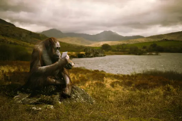 Orangutan Com Telefone Inteligente Sentado Perto Lago Fotos De Bancos De Imagens