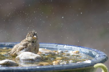 İngiliz serçesi bahçe kuşu su damlacıklarıyla banyo yapıyor.