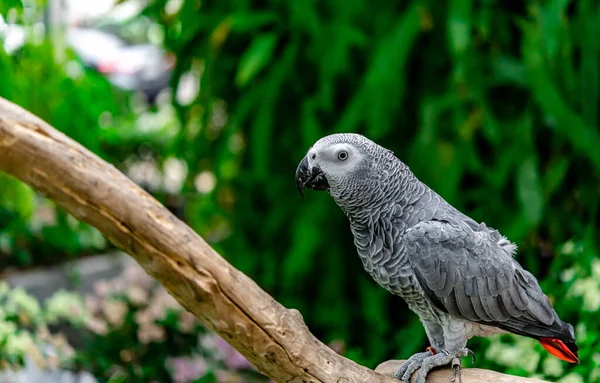 Africký Šedý Papoušek Stojící Pearchě Vidění — Stock fotografie