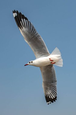 Güzel mavi gökyüzünde uçan martılar. Bazıları bölgedeki turist ve ziyaretçilerin beslendiği yiyeceklerin peşinde..