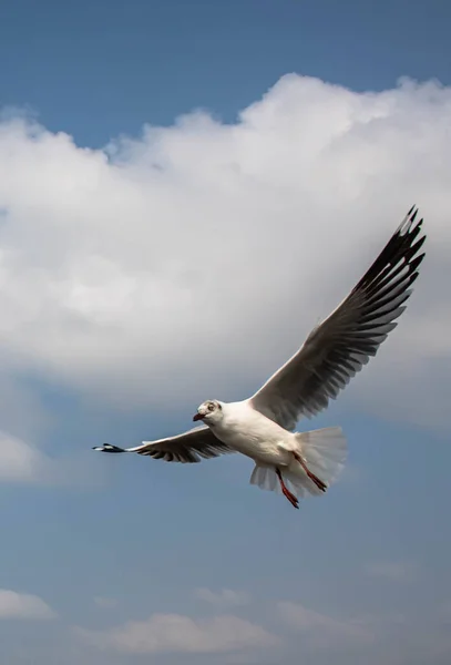 Möwen Fliegen Schönen Blauen Himmel Einige Jagen Nach Lebensmitteln Die — Stockfoto