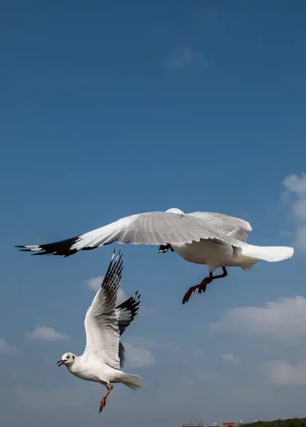 Seagulls Flying Beautiful Blue Sky Some Chasing Food Feed Visitors — Stock Photo, Image