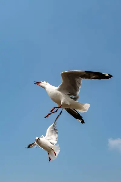 Γλάροι Που Πετούν Στον Όμορφο Γαλάζιο Ουρανό Κάποιοι Κυνηγούν Τρόφιμα — Φωτογραφία Αρχείου