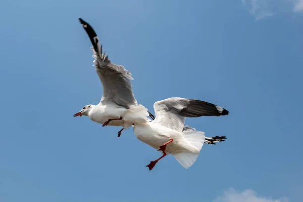 Γλάροι Που Πετούν Στον Όμορφο Γαλάζιο Ουρανό Κάποιοι Κυνηγούν Τρόφιμα — Φωτογραφία Αρχείου