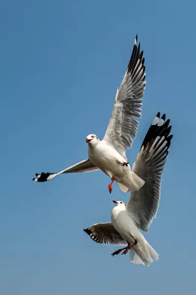 Seagulls Flying Beautiful Blue Sky Some Chasing Food Feed Visitors — Stock Photo, Image