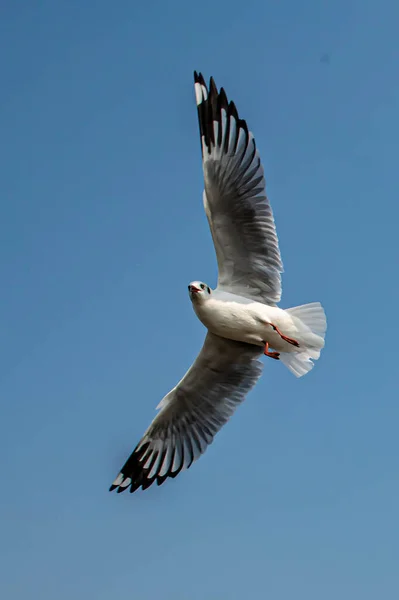 Gabbiani Che Volano Sul Bellissimo Cielo Blu Alcuni Caccia Cibo — Foto Stock