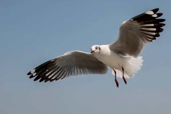 아름다운 하늘에서 Seagulls 주변의 방문자와 관광객들이 먹이를 음식을 — 스톡 사진