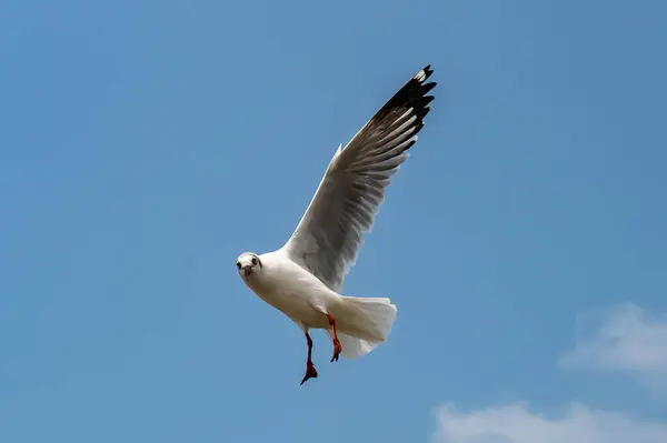 Gaivotas Voando Lindo Céu Azul Alguns Perseguindo Comida Que Alimentam — Fotografia de Stock