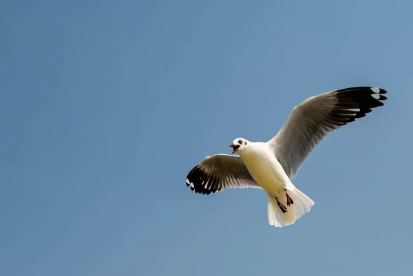 아름다운 하늘에서 Seagulls 주변의 방문자와 관광객들이 먹이를 음식을 — 스톡 사진