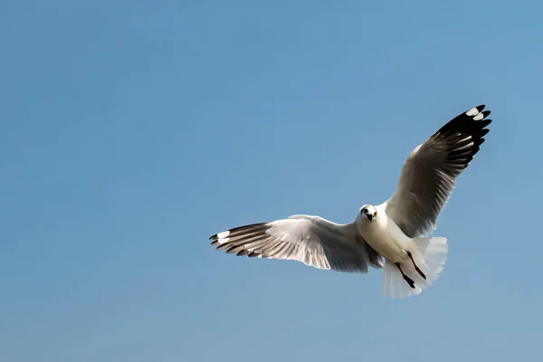 Gaivotas Voando Lindo Céu Azul Alguns Perseguindo Comida Que Alimentam — Fotografia de Stock